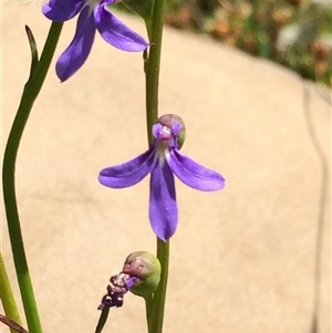 Unverified Other Wildflower or Herb at Yarralumla, ACT - 24 Nov 2020 by grakymhirth@tpg.com
