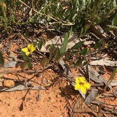 Goodenia hederacea (Ivy Goodenia) at Yarralumla, ACT - 23 Oct 2021 by grakymhirth@tpg.com