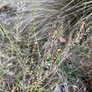 Unverified Other Wildflower or Herb at Belconnen, ACT - 16 Jun 2025 by JohnGiacon