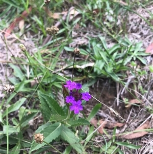 Unverified Other Wildflower or Herb at Yarralumla, ACT - 16 Feb 2025 by grakymhirth@tpg.com