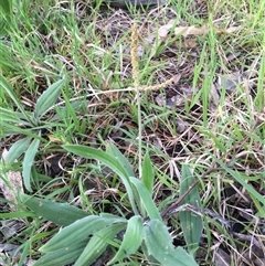 Plantago varia (Native Plaintain) at Yarralumla, ACT - 11 Oct 2021 by grakymhirth@tpg.com
