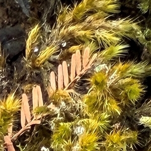 Breutelia at Burrinjuck, NSW - 30 Mar 2025 by JanetRussell