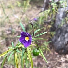 Solanum linearifolium (Kangaroo Apple) at Yarralumla, ACT - 24 Jun 2025 by grakymhirth@tpg.com