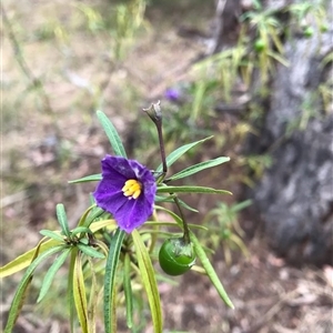 Solanum (genus) at Yarralumla, ACT - Yesterday by grakymhirth@tpg.com