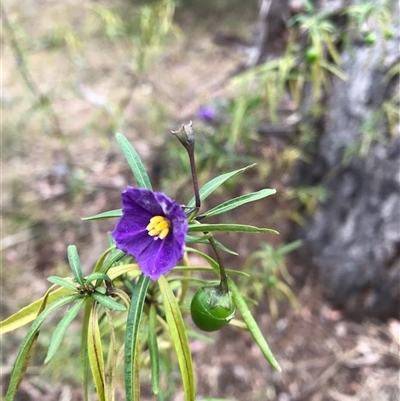 Solanum linearifolium (Kangaroo Apple) at Yarralumla, ACT - 24 Jun 2025 by grakymhirth@tpg.com