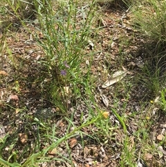 Thelymitra (Genus) (Sun Orchid) at Yarralumla, ACT - 23 Oct 2021 by grakymhirth@tpg.com