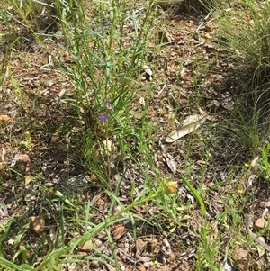 Cyanicula caerulea at Yarralumla, ACT - 23 Oct 2021 by grakymhirth@tpg.com