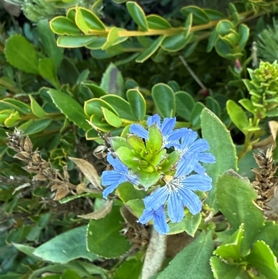 Unverified Other Wildflower or Herb at Torndirrup, WA - 18 May 2025 by JanetRussell