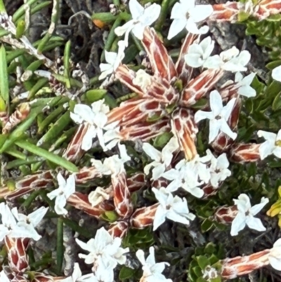 Unverified Other Wildflower or Herb at Torndirrup, WA - 18 May 2025 by JanetRussell