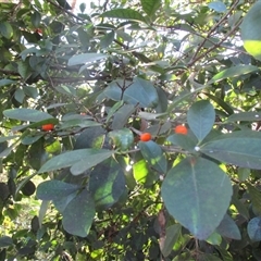 Elaeodendron australe var. australe (red olive plum) at Whale Beach, NSW - 10 May 2015 by JasonPStewartNMsnc2016