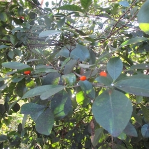 Elaeodendron australe var. australe at Whale Beach, NSW - 10 May 2015 07:32 AM