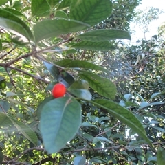 Elaeodendron australe var. australe at Whale Beach, NSW - 10 May 2015 07:32 AM