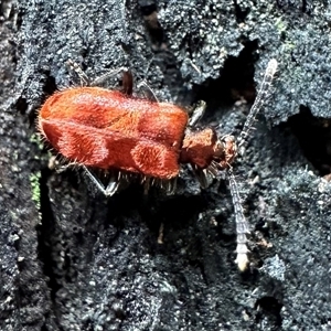 Lemodes coccinea at South Durras, NSW - 19 Feb 2025 by Pirom