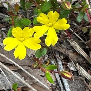 Hibbertia sp. (Guinea Flower) at South Durras, NSW - 19 Feb 2025 by Pirom