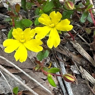 Hibbertia sp. (Guinea Flower) at South Durras, NSW - 19 Feb 2025 by Pirom