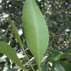 Elaeodendron melanocarpum at Killaloe, QLD - 3 Mar 2023 01:20 PM