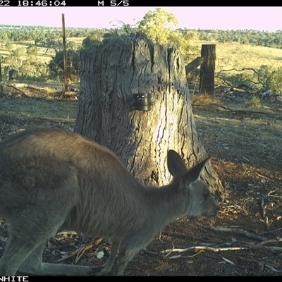 Macropus giganteus (Eastern Grey Kangaroo) at Crowther, NSW - 22 Mar 2025 by Frecko