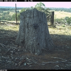 Macropus giganteus (Eastern Grey Kangaroo) at Crowther, NSW - 23 Mar 2025 by Frecko