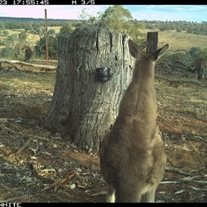 Macropus giganteus (Eastern Grey Kangaroo) at Crowther, NSW - 23 Mar 2025 by Frecko