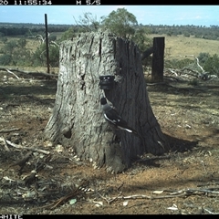 Gymnorhina tibicen (Australian Magpie) at Crowther, NSW - 20 Mar 2025 by Frecko