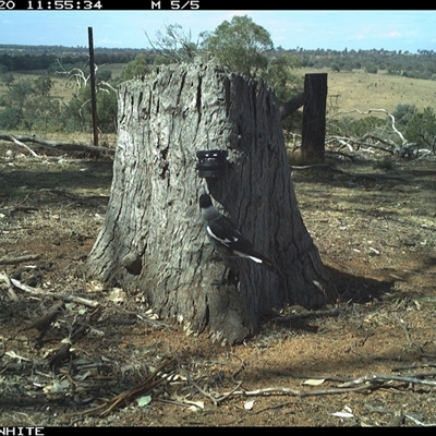 Gymnorhina tibicen (Australian Magpie) at Crowther, NSW - 20 Mar 2025 by Frecko