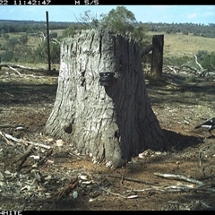 Gymnorhina tibicen (Australian Magpie) at Crowther, NSW - 22 Mar 2025 by Frecko