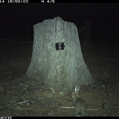 Oryctolagus cuniculus (European Rabbit) at Crowther, NSW - 14 Mar 2025 by Frecko