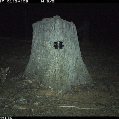 Oryctolagus cuniculus (European Rabbit) at Crowther, NSW - 17 Mar 2025 by Frecko