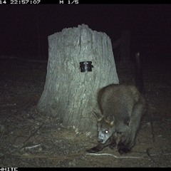 Wallabia bicolor (Swamp Wallaby) at Crowther, NSW - 14 Mar 2025 by Frecko