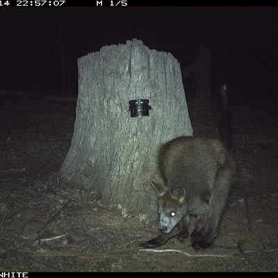 Wallabia bicolor (Swamp Wallaby) at Crowther, NSW - 14 Mar 2025 by Frecko