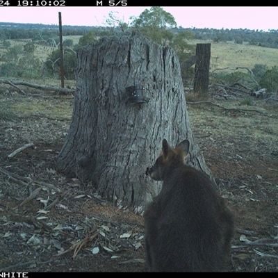 Wallabia bicolor (Swamp Wallaby) at Crowther, NSW - 24 Mar 2025 by Frecko