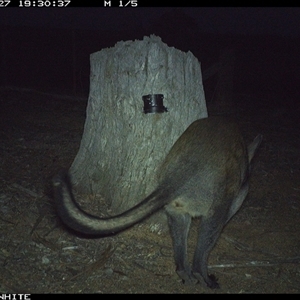 Wallabia bicolor (Swamp Wallaby) at Crowther, NSW - 27 Mar 2025 by Frecko