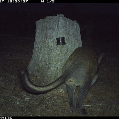 Wallabia bicolor (Swamp Wallaby) at Crowther, NSW - 27 Mar 2025 by Frecko