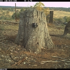 Macropus giganteus (Eastern Grey Kangaroo) at Crowther, NSW - 23 Mar 2025 by Frecko