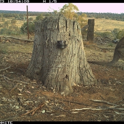 Macropus giganteus (Eastern Grey Kangaroo) at Crowther, NSW - 23 Mar 2025 by Frecko