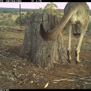 Macropus giganteus (Eastern Grey Kangaroo) at Crowther, NSW - 23 Mar 2025 by Frecko