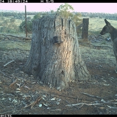 Macropus giganteus (Eastern Grey Kangaroo) at Crowther, NSW - 24 Mar 2025 by Frecko