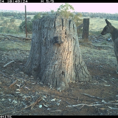 Macropus giganteus (Eastern Grey Kangaroo) at Crowther, NSW - 24 Mar 2025 by Frecko