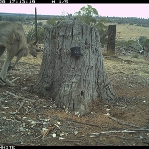 Macropus giganteus (Eastern Grey Kangaroo) at Crowther, NSW - 28 Mar 2025 by Frecko