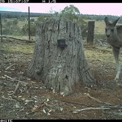 Macropus giganteus (Eastern Grey Kangaroo) at Crowther, NSW - 29 Mar 2025 by Frecko