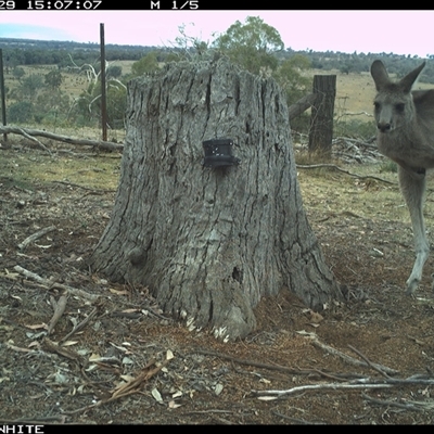 Macropus giganteus (Eastern Grey Kangaroo) at Crowther, NSW - 29 Mar 2025 by Frecko