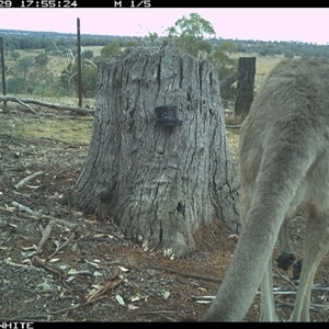 Macropus giganteus (Eastern Grey Kangaroo) at Crowther, NSW - 29 Mar 2025 by Frecko