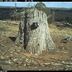 Gymnorhina tibicen (Australian Magpie) at Crowther, NSW - 24 Mar 2025 by Frecko