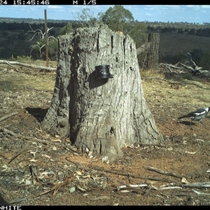 Gymnorhina tibicen (Australian Magpie) at Crowther, NSW - 24 Mar 2025 by Frecko