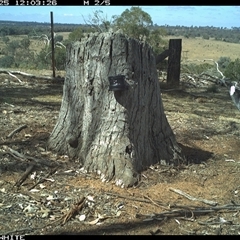 Gymnorhina tibicen (Australian Magpie) at Crowther, NSW - 25 Mar 2025 by Frecko