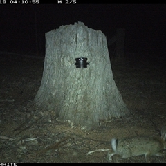 Oryctolagus cuniculus (European Rabbit) at Crowther, NSW - 19 Mar 2025 by Frecko