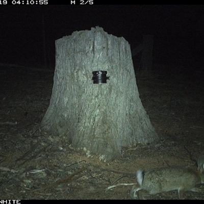 Oryctolagus cuniculus (European Rabbit) at Crowther, NSW - 19 Mar 2025 by Frecko