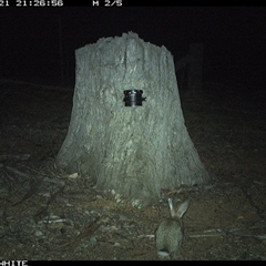 Oryctolagus cuniculus (European Rabbit) at Crowther, NSW - 21 Mar 2025 by Frecko
