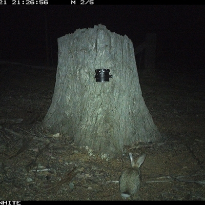 Oryctolagus cuniculus (European Rabbit) at Crowther, NSW - 21 Mar 2025 by Frecko