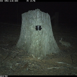 Oryctolagus cuniculus (European Rabbit) at Crowther, NSW - 23 Mar 2025 by Frecko
